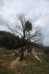 Quercus acutissima