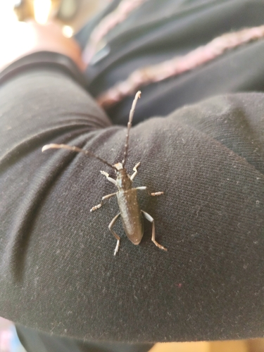 Capricorn beetle
