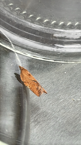 Light Brown Apple Moth