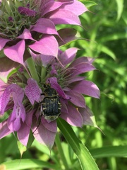 Trichiotinus texanus