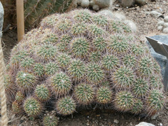 Mammillaria compressa
