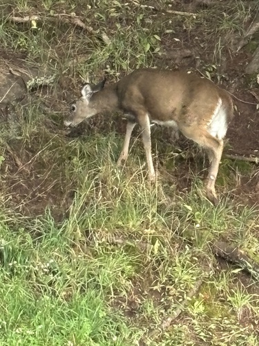 White-tailed Deer
