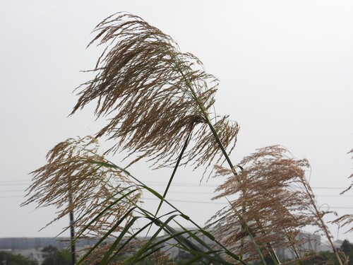 Phragmites karka observed 2026-10-02
