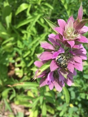 Trichiotinus texanus