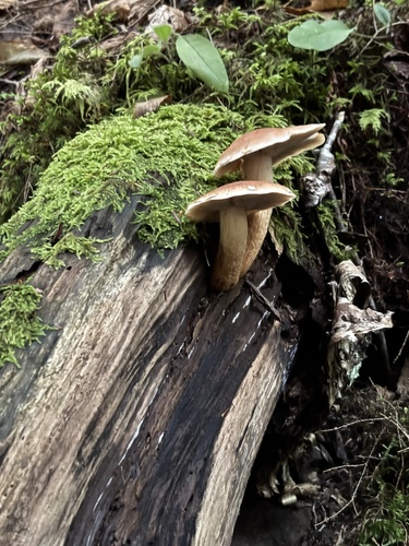 Hypholoma