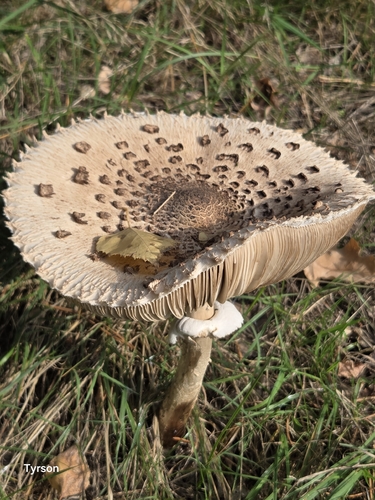 Parasol