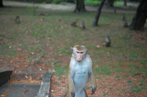 Toque Macaque