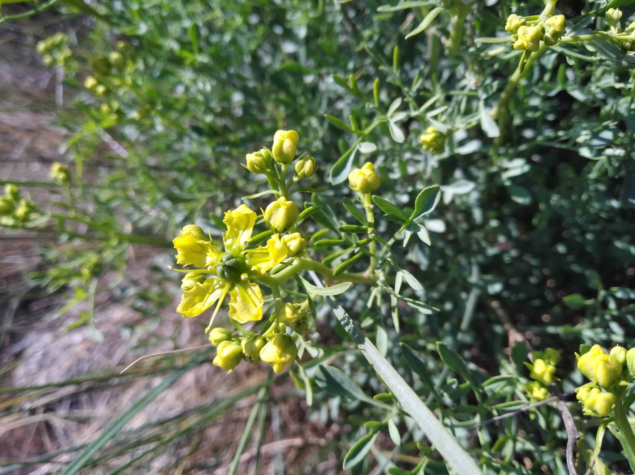 Ruda (Ruta graveolens) · NaturaLista Colombia