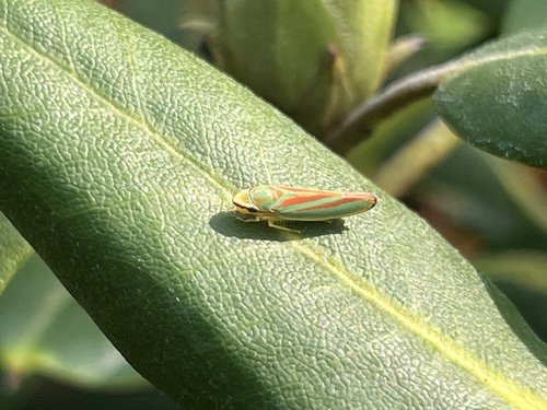 Rhododendron Leafhopper