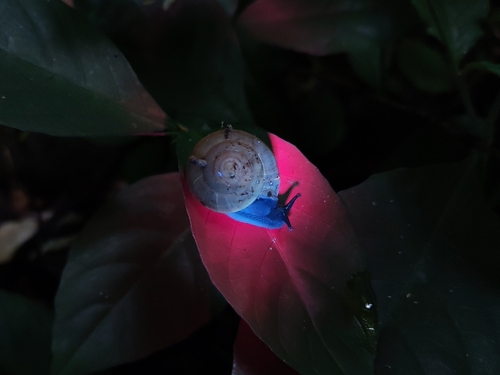 Siamese Common Snail