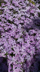 Phlox subulata