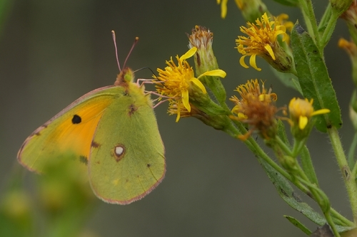 Clouded Yellow