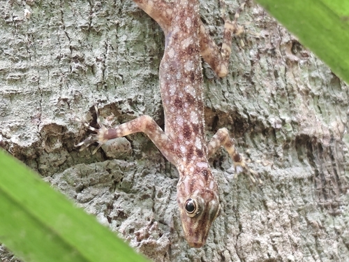 Cnemaspis kendallii observed 2026-10-04