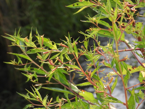 Ludwigia erecta observed 2026-10-02