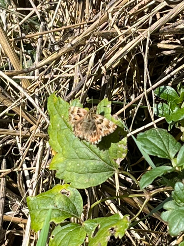 Mallow Skipper