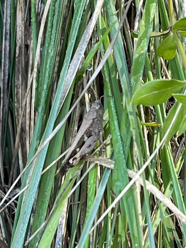 Broad Green-winged Grasshopper