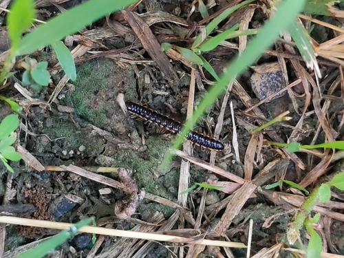 Long-flange Millipede