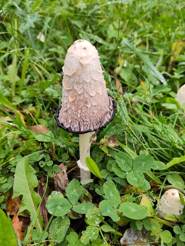 Shaggy Mane