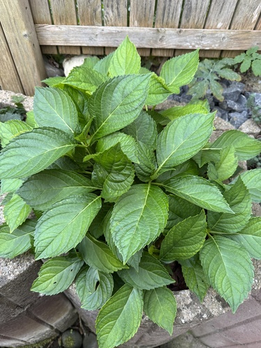 mophead hydrangea