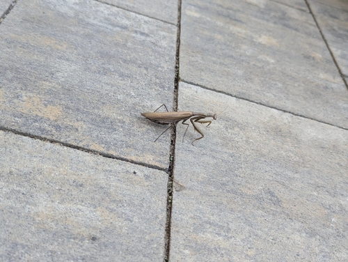 European Mantis