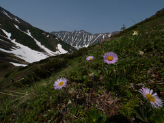 Erigeron thunbergii