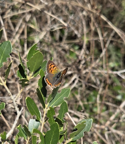 Small Copper