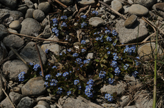 Myosotis rehsteineri
