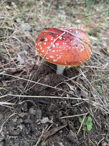 Fly Agaric