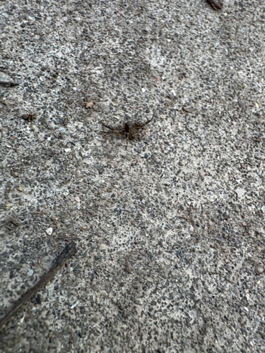Ground Crab Spiders