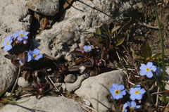 Myosotis rehsteineri