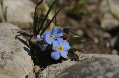 Myosotis rehsteineri