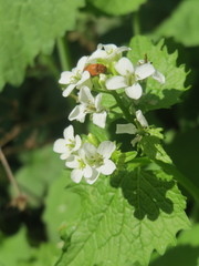 Alliaria petiolata