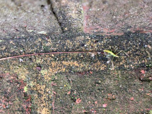 Pale Green Assassin Bug
