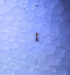 Crematogaster minutissima