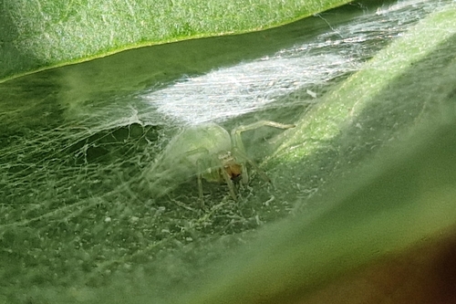 Green Meshweaver
