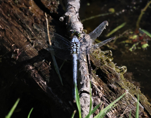 Eastern Pondhawk