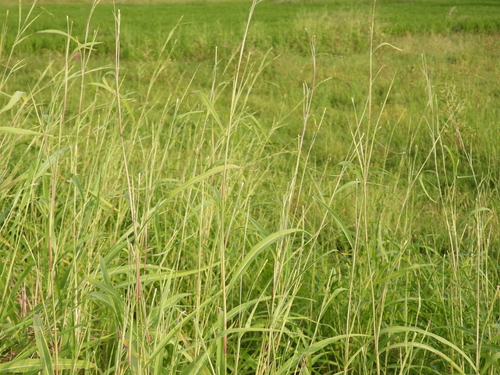 Rottboellia cochinchinensis observed 2026-10-02