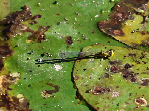 Vesper Bluet