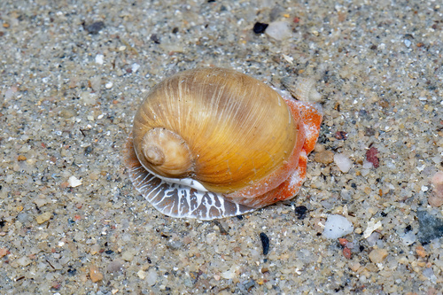Naticarius onca observed 2026-10-01