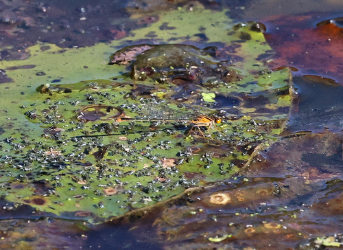 Orange Bluet