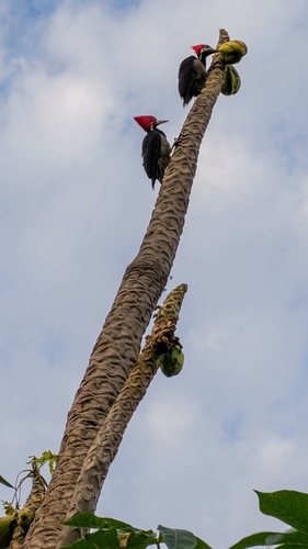 Crimson-crested Woodpecker