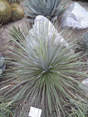 Hesperoyucca