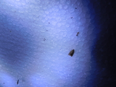 Crematogaster minutissima