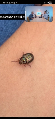 Rosemary Beetle