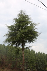 Cupressus torulosa