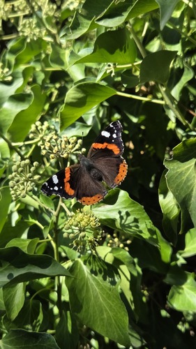 Red Admiral