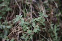 Stellaria vestita