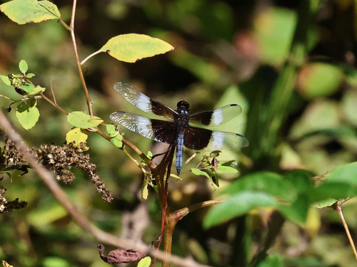 Widow Skimmer