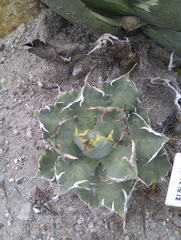 Agave titanota