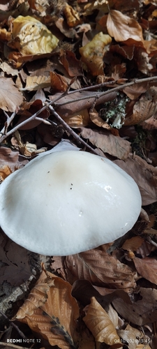 porcelain mushroom